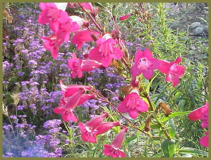 Plant photo of: Penstemon 'Garnet'