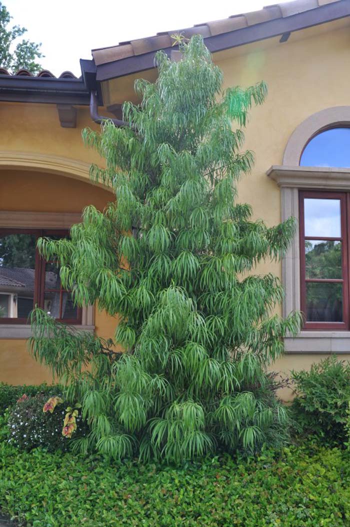 Plant photo of: Podocarpus henkelii