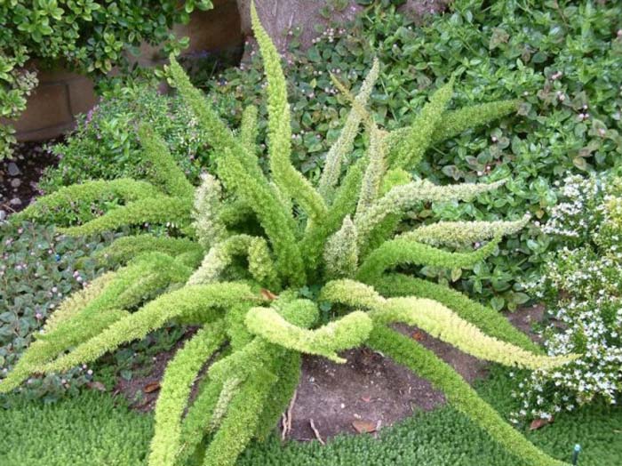Plant photo of: Asparagus densiflorus 'Myers'