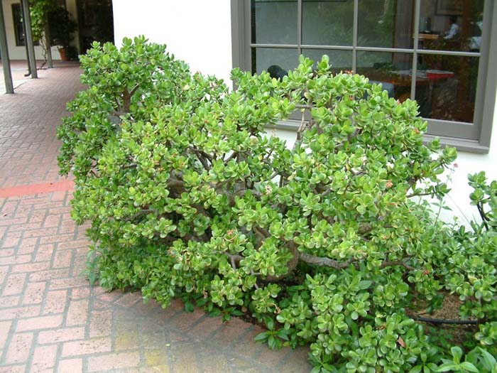 Plant photo of: Crassula ovata