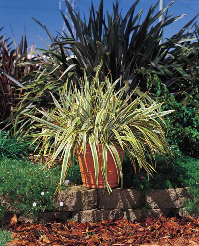 Plant photo of: Phormium cookianum hookeri 'Tricolor'