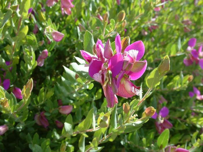 Plant photo of: Polygala X dalmaisiana
