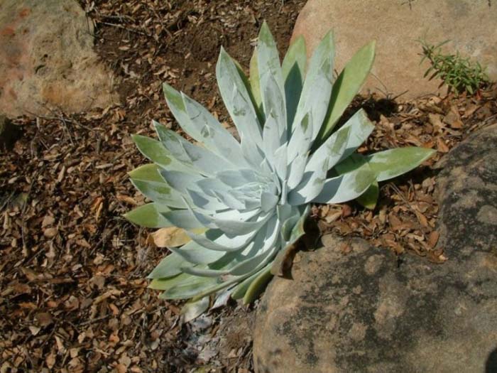 Plant photo of: Dudleya pulverulenta