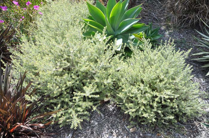 Plant photo of: Westringia fruticosa ?Smokey'