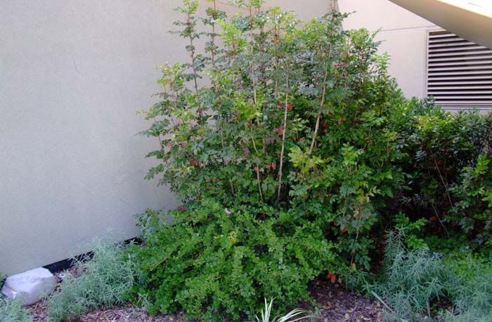 Plant photo of: Mahonia aquifolium