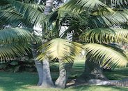 Kentia Palm, Paradise Palm