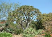 Baines Tree Aloe