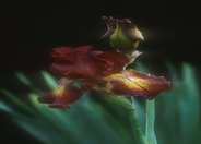 Paprika Fonos Bearded Iris
