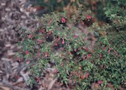 Fuchsia thymifolia