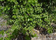 Prunus ilicifolia ilicfolia