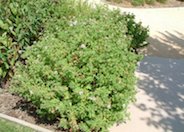 Pelargonium X hortorum