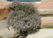 Thymus serpyllum 'Purple Carpet'