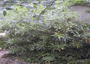 Tristaniopsis laurina