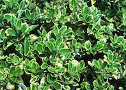 Evergreen Euonymus selection