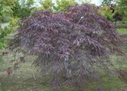 Acer palmatum ' Inabashidare'