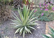 Variegated Gloriosa Yucca