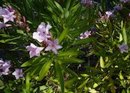 Nerium oleander 'Petite Pink'
