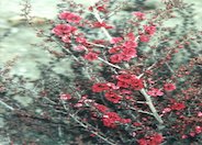 Leptospermum scoparium 'Red Damask'