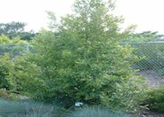 Prunus caroliniana 'Compacta'